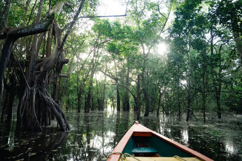Proa de una canoa entrando a la selva inundable del Amazonas