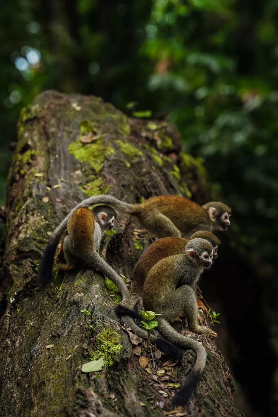 Varios monos ardilla sobre el tronco cubierto de musgo de un árbol en la selva amazónica