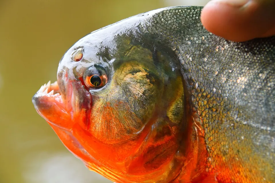 Piraña de vientre rojo sostenida en la mano durante la pesca artesanal en un lago del Amazonas