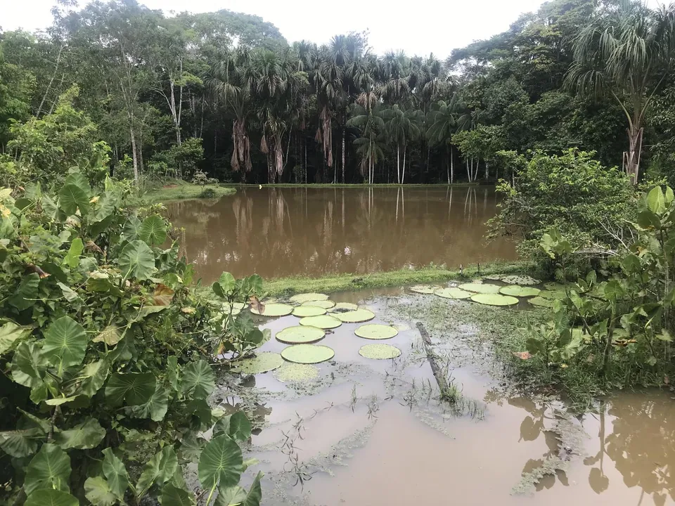 Laguna de una reserva natural en la selva amazónica con hojas gigantes de victoria regia flotando