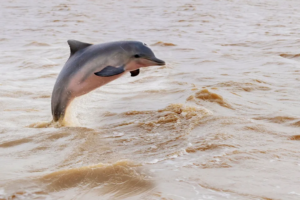 Delfín de río saltando fuera del agua en el río Amazonas