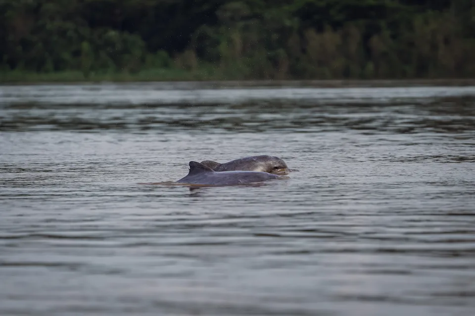 Delfín gris de río asomando en las aguas del Amazonas