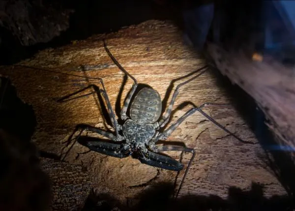 Amblipígido o araña látigo sobre un tronco, de noche y alumbrado con linterna