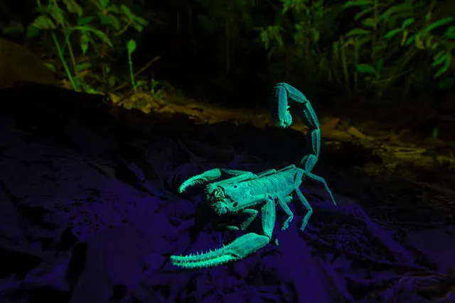 Escorpión que brilla en verde azulado bajo luz ultravioleta en el suelo de la selva