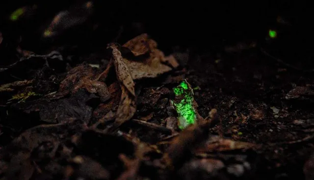 Hongo bioluminiscente que brilla en verde entre la hojarasca de la selva de noche