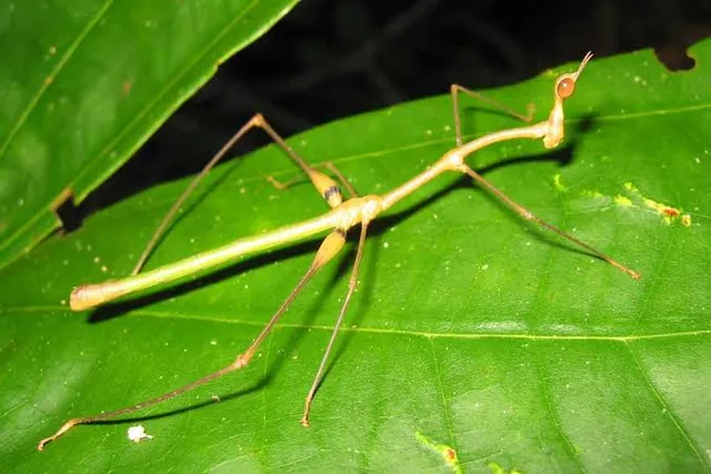 Insecto palo sobre una hoja verde de noche en la selva amazónica