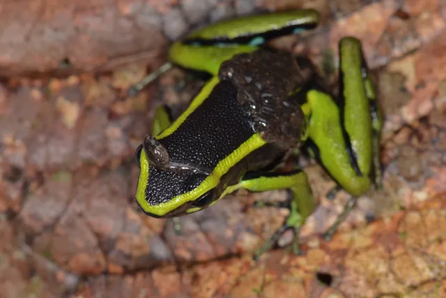 Rana venenosa negra con franjas verde limón cargando renacuajos en la espalda sobre la hojarasca