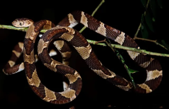 Serpiente delgada de bandas cafés y crema enrollada en una rama de noche