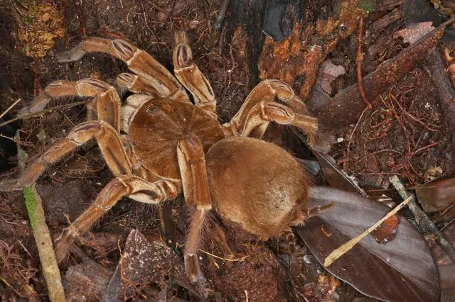 Tarántula grande de color café sobre la hojarasca de la selva amazónica