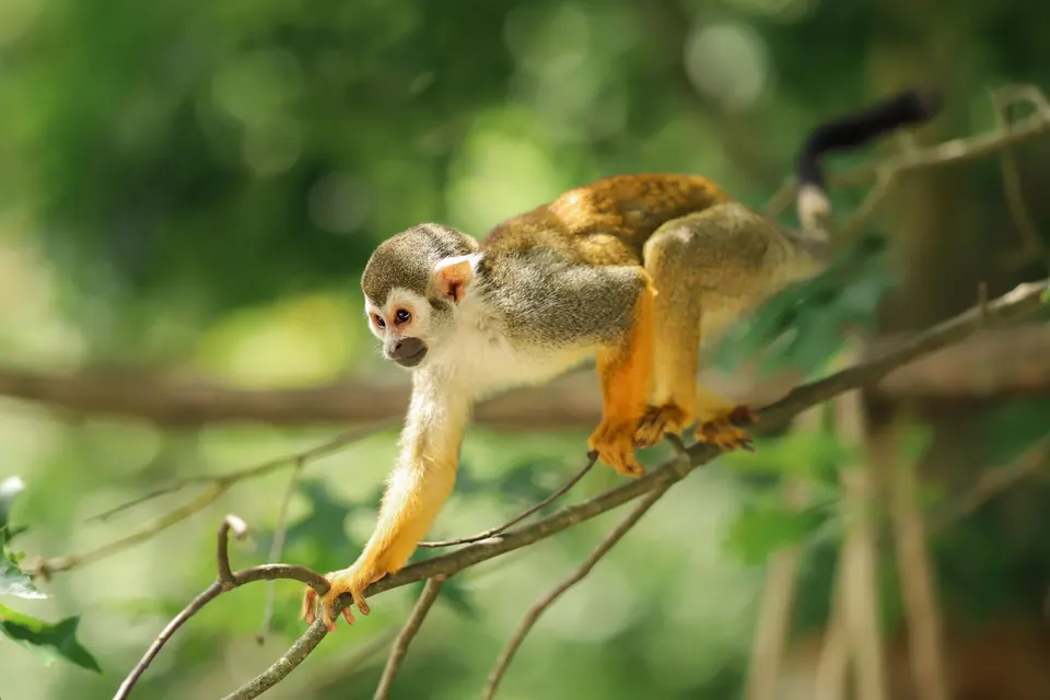 Mono ardilla caminando por una rama en la selva amazónica