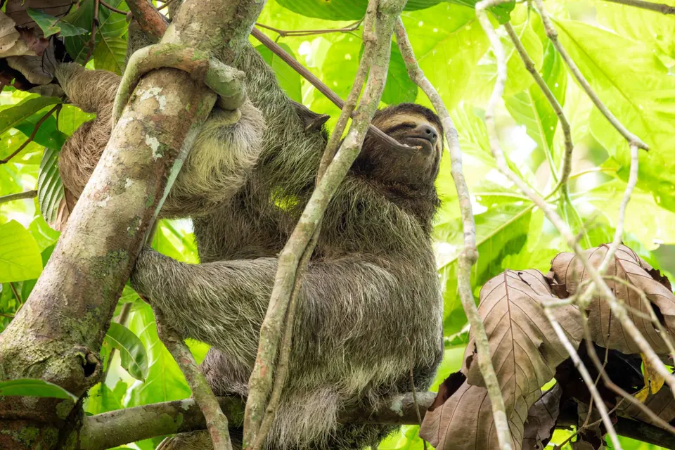 Oso perezoso de tres dedos agarrado a las ramas de un árbol en la selva