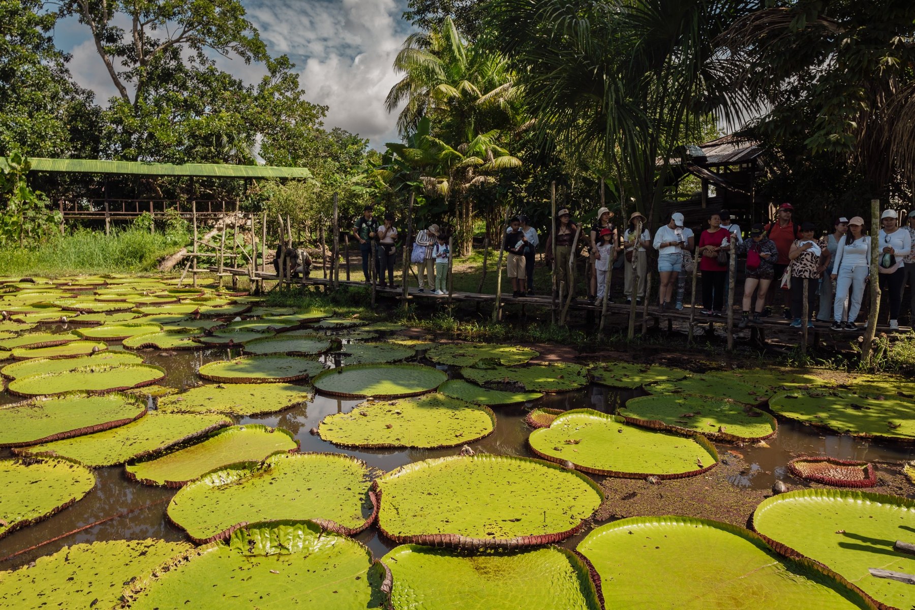 Amazon visitors near Victoria Regia in the Colombian Amazon