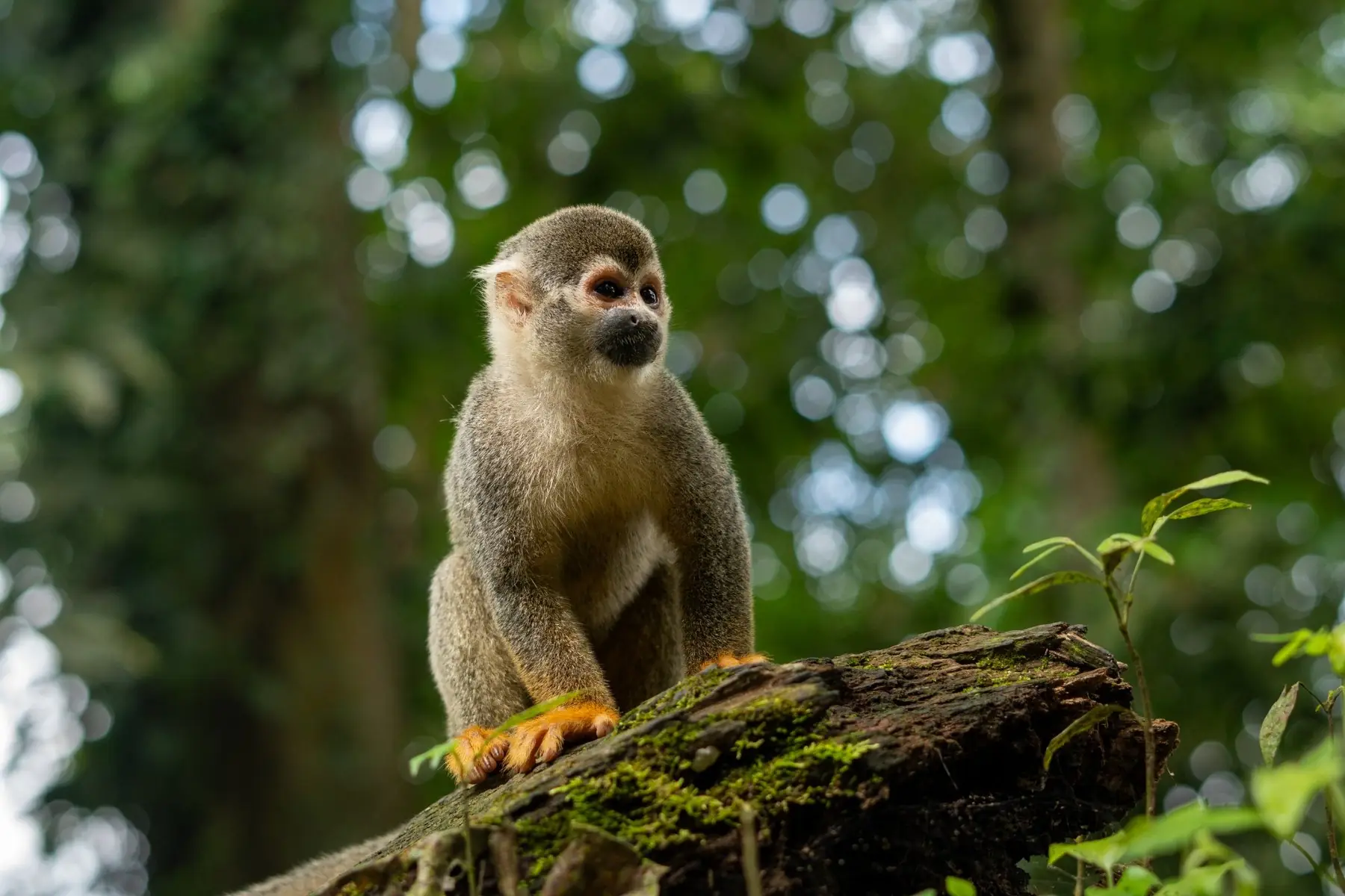 Squirrel monkey in the Colombian Amazon rainforest